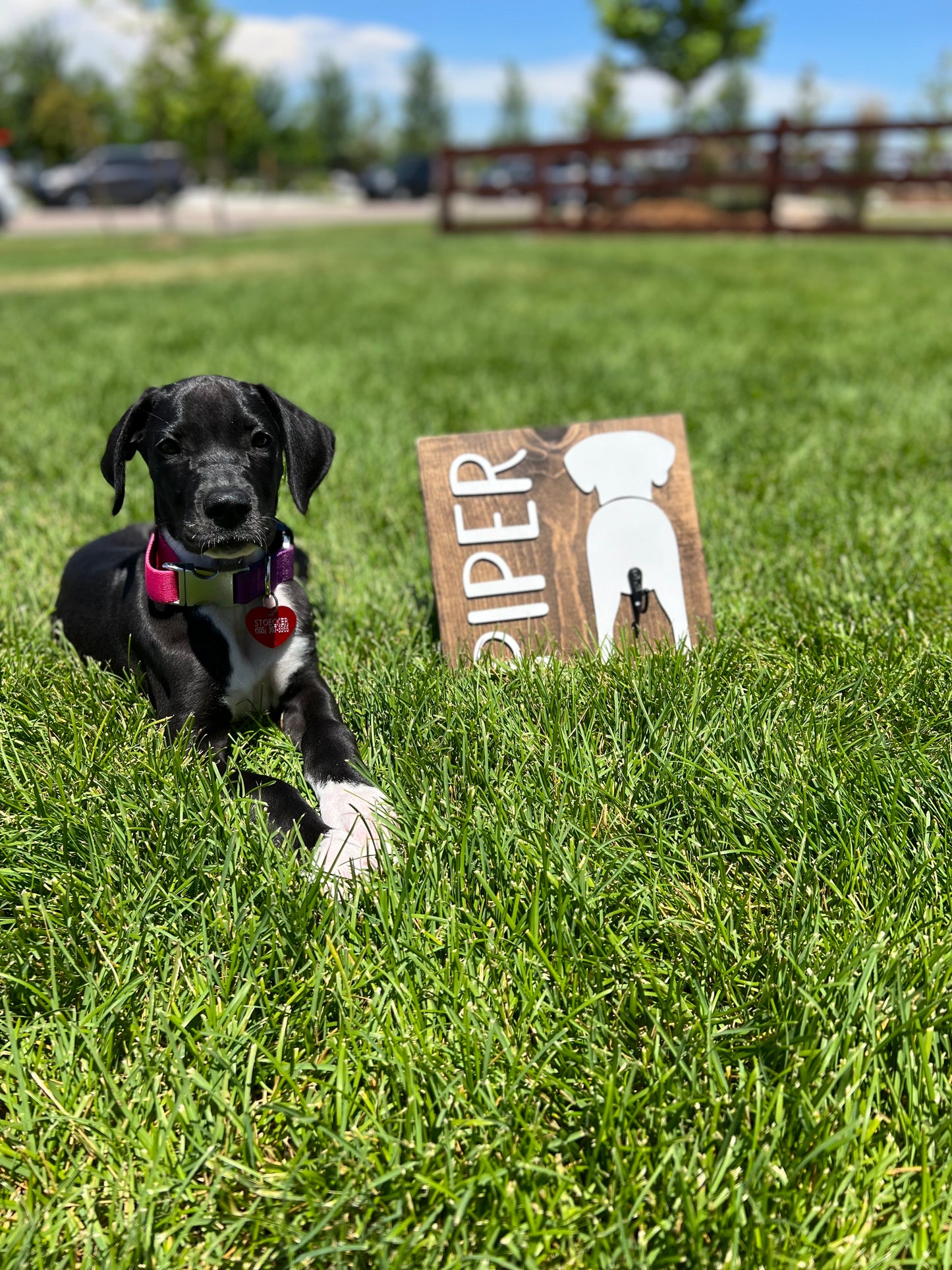 Dog leash holder